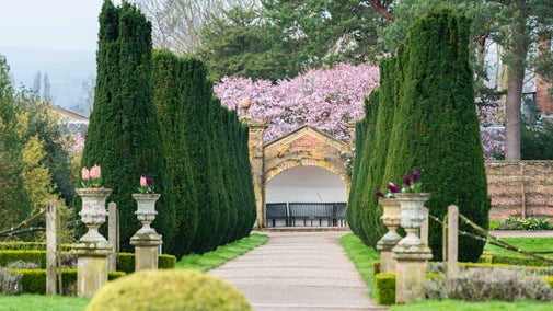 Blodau coed ceirios ar ddiwedd y daith gerdded coed yw yn yr ardd yn Erddig